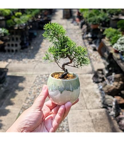 【樹高 53㎝　真柏盆栽】　　　　⭕玄人好みの一品です❗ 真柏 - WabiSabi.jp